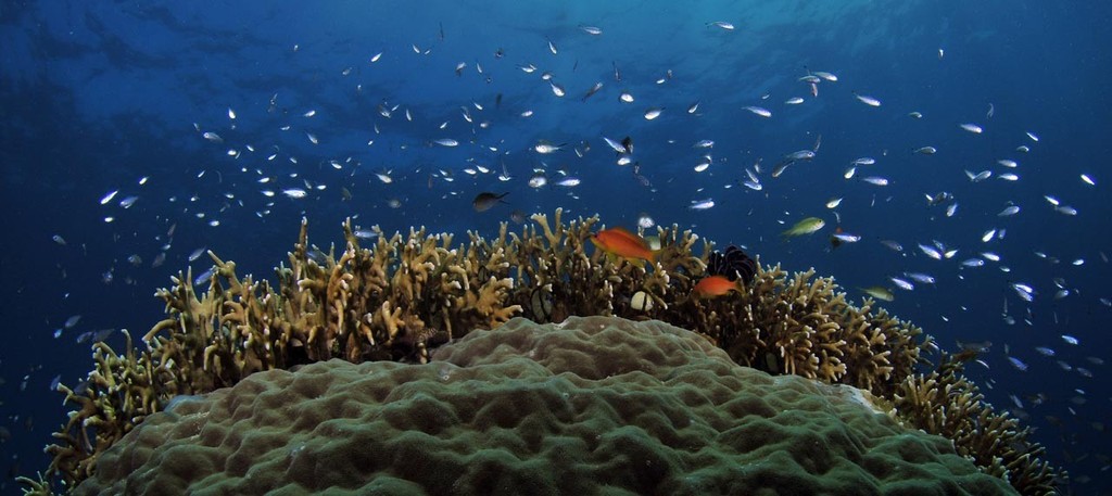 Reef scape with large porites in the foreground, northern Great Barrier Reef © ARC Centre of Excellence Coral Reef Studies http://www.coralcoe.org.au/